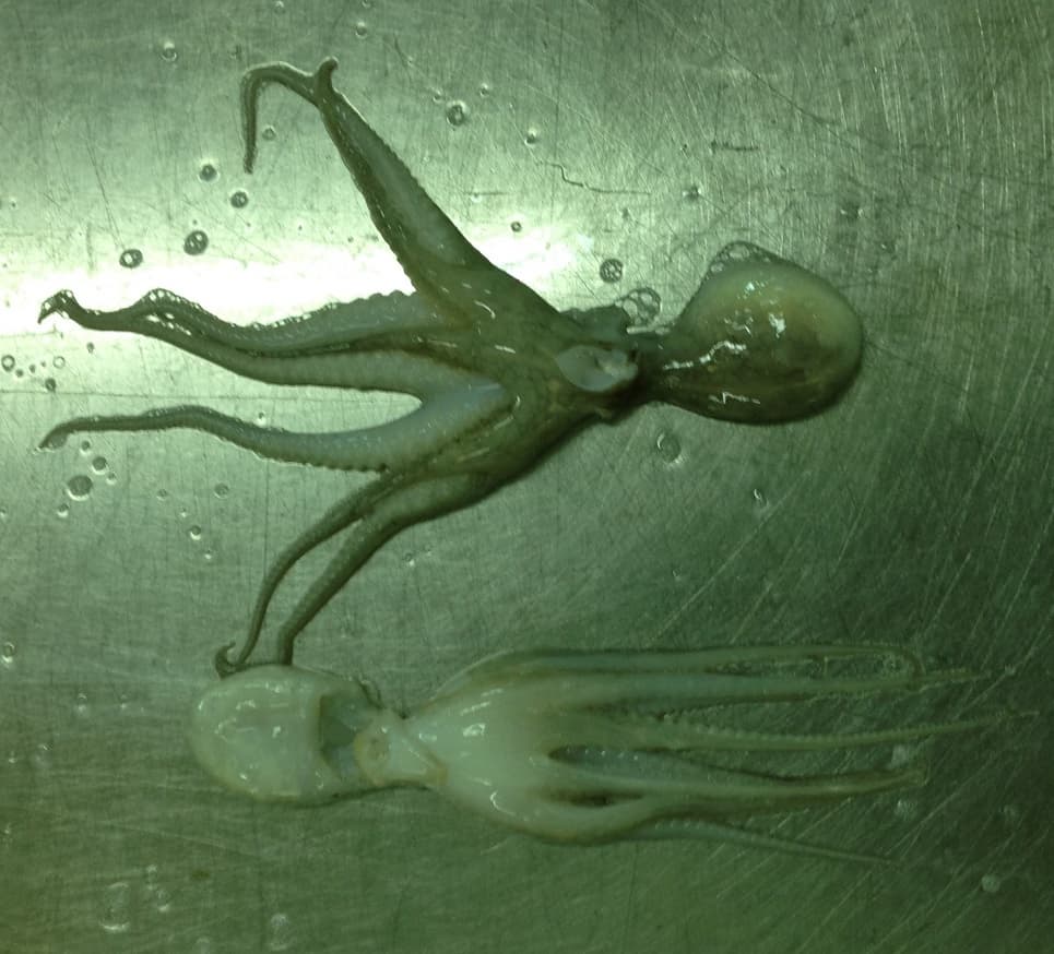 Frozen Octopus_ Frozen Cuttlefish